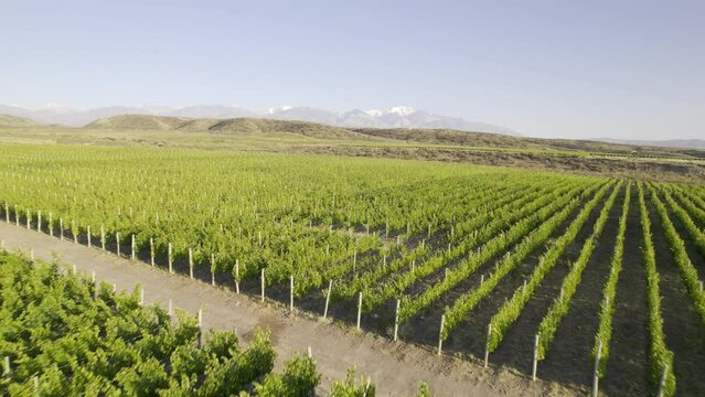 Vi&ntilde;edo, vi&ntilde;a, plantaci&oacute;n, agricultura con la cordillera de los andes nevada de fondo. Plano de dron, panor&aacute;mica. Provincia de Mendoza, Argentina. 