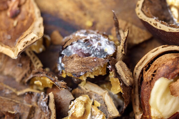 Hazelnuts pulled from the shell, mold, spoiled product. Macro