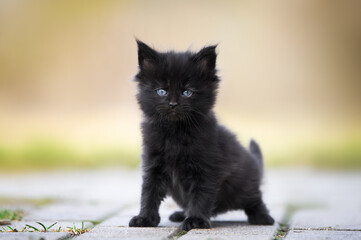 Fototapeta premium black maine coon kitten standing outdoors in summer