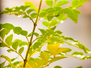 シマトネリコの葉を伝う雨の雫