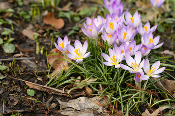 Beautiful crocus flowers growing outdoors. Space for text