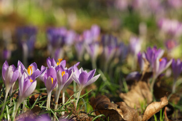 Fototapeta premium Many beautiful violet crocus flowers growing outdoors