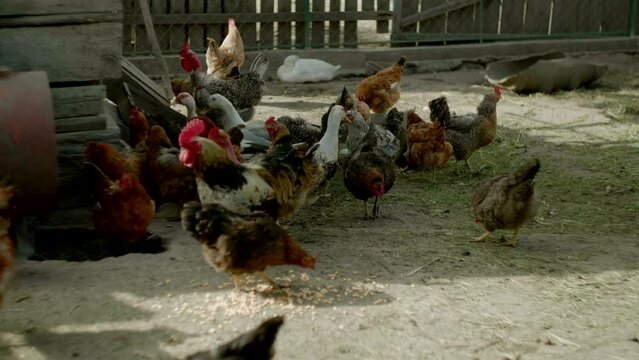 Group of chicken, roosters and ducks pecking and looking for food on the farm