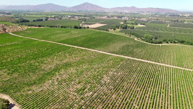 High aerial view over the vineyards of Peumo in the Cachapoal Valley, Chile, South America. Slow dolly forward
