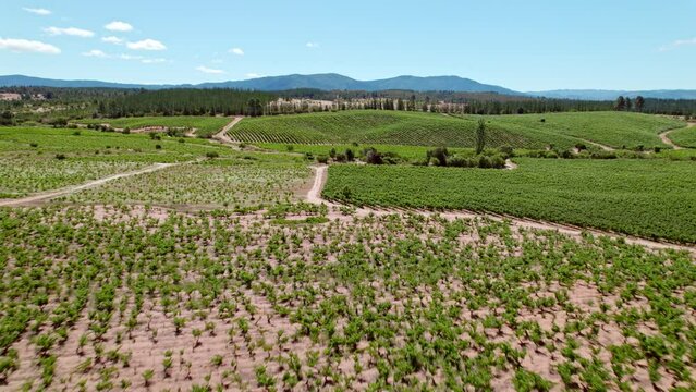 Aerial view over the vineyards in the Maule Valley, Talca Province, Chile, South America. Both trellised and head formation growing techniques can be seen used. Fast dolly forward