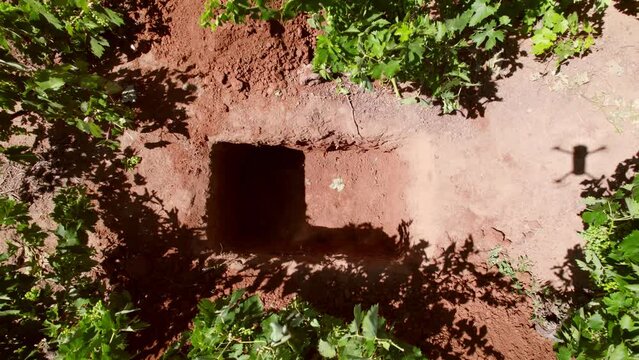 Overhead aerial view over rows of Carignan grape in a vineyard in the Maule Valley, Chile, South America.  Hole is dug to check clay soil quality without damaging nearby vines
