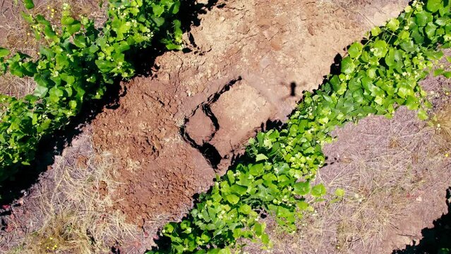 Spiral overhead view of a clayey Pinot Noir calicata in the Leyda Valley, Chile.