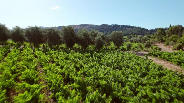 Aerial view over the vineyards in the Maule Valley, Talca Province, Chile, South America. Fast dolly forward