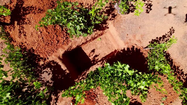 Top view and spinning the soil profile of a Montepulciano calicata in head formation, an ancient way to obtain better grape quality, Maule Valley, Chile.