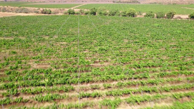 Fly over vineyards in trellis formation on a sunny day in the Limar&iacute; Valley.