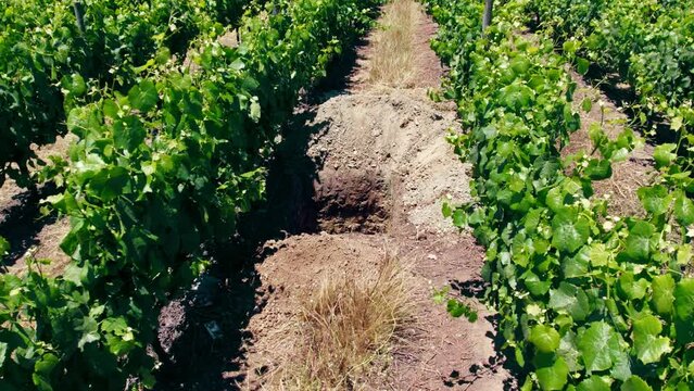 General view in transition of a semi calcareous Syrah calicata in the Leyda Valley, Chile.