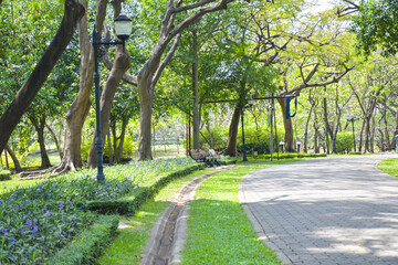 Fototapeta na wymiar Big tree and walkway in garden park, Bangkok, Thailand
