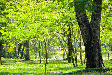 Fototapeta na wymiar Bright light and beauty, fresh green, big tree in park, Bangkok