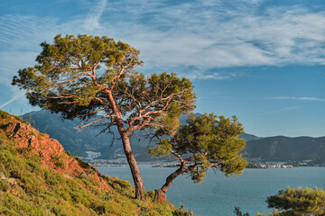 Picturesque mediterranean landscape with pine trees standing over the sea and rocks in the golden...