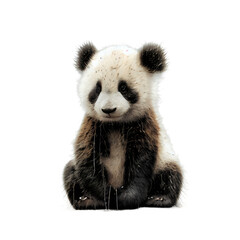 Fototapeta premium giant panda on transparent background