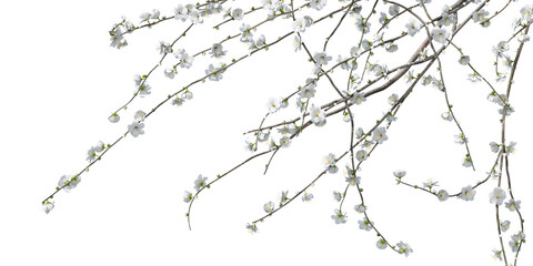 Nature and tropical forest concept. Prunus White Blossom isolated on transparent background. 3d rendering illustration. PNG format	