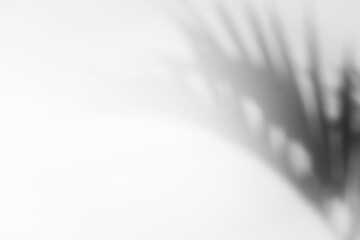 palm leaf shadow overlay