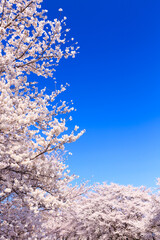 pink cherry blossom and blue sky	