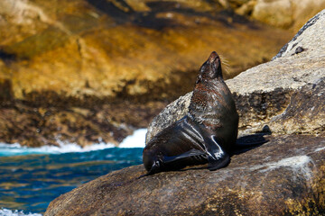 Lone sea lion/ seal sitting with its head facing up towards the Sun on a brown rock, blue water breaking in the background. Wildlife 