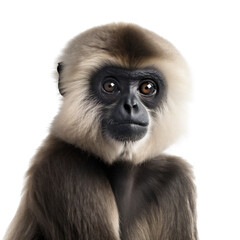 Obraz premium Brown Gibbon Monkey, Alluring Upper Body Portrait. Generative AI