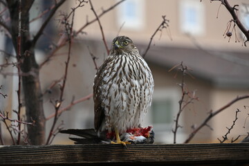 A red-tailed hawk devouring a bird in a suburban backyard