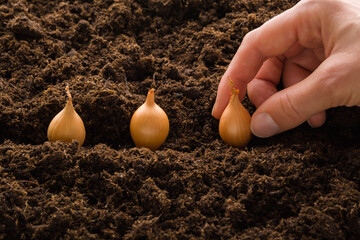 Young adult woman fingers planting onion bulbs in fresh dark soil. Closeup. Preparation for garden season. Front view.