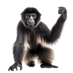 Impressive Standing Black Gibbon Monkey, Front View. Generative AI