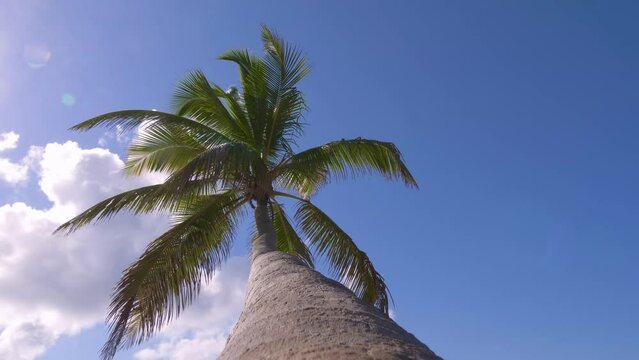 View from bottom on top of palm tree with sky and clouds. Travel destinations. Bottom view texture of trunk of palm tree on background of palm leaves and blue sky. Travel concept to exotic countries.