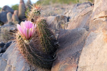 Flower of cactus plant in bloom 
