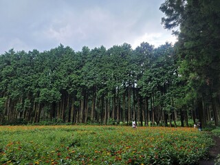 Fototapeta na wymiar 나무 숲 하늘 푸른 초록 풀 청량 배경 자연