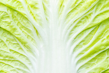 Texture of a chinese cabbage leaf background
