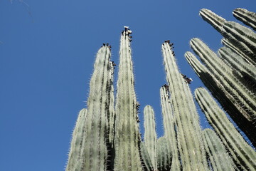 Cluster of organ pipe cactus 