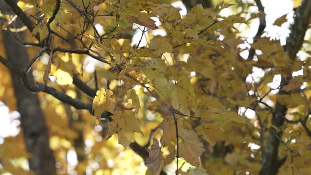 Yellow Fall Leaves Swaying in Wind - Jasna Polana, Princeton, NJ