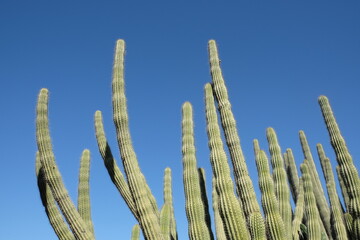 Cluster of organ pipe cactus 