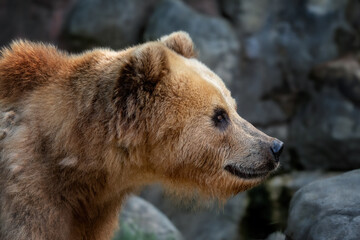 Obraz na płótnie Canvas Side view of the head of a Kamchatka bear (Ursus arctos beringianus)