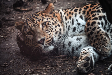 Fototapeta na wymiar Persian leopard, Panthera pardus saxicolor