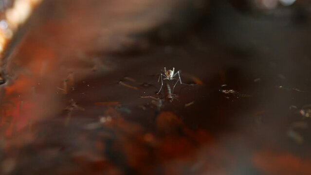Mosquitoes on the surface of the water and under water there are mosquito larvae.