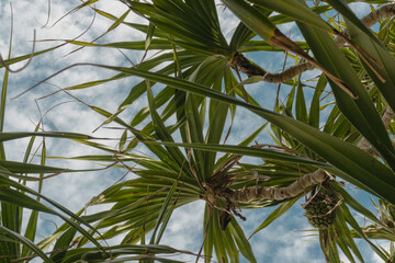 Obraz na płótnie Canvas palm tree in the wind andcloudy sky