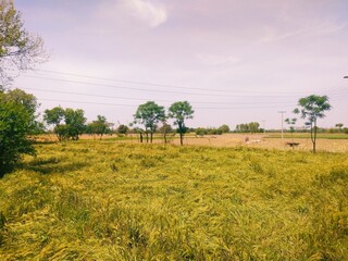 Fototapeta premium trees in region country