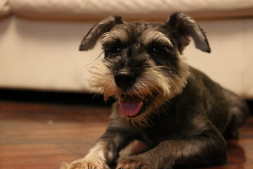 Photos of a schnauzer dog in his owner's house at night