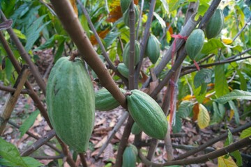 Cocoa plants in nature Background.