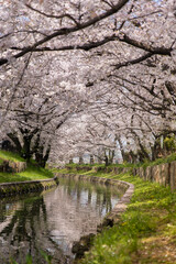 Sakura petals covering Shingashi River,Kawagoe,Saitama,Japan in spring.
