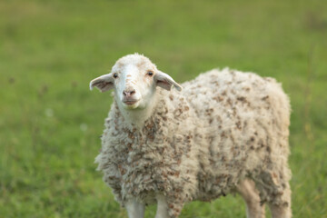 Naklejka na ściany i meble Sheep in nature green meadow on a grass