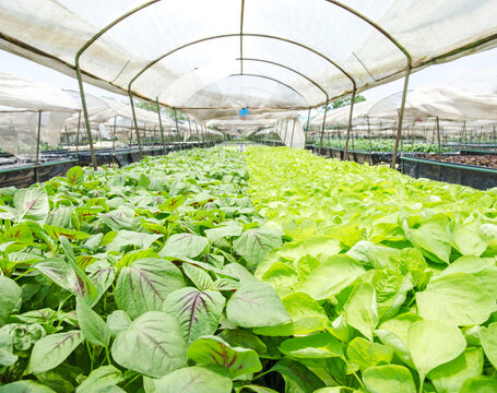 Vegetables hydroponics farm, young and fresh plants growing on water without soil. 
