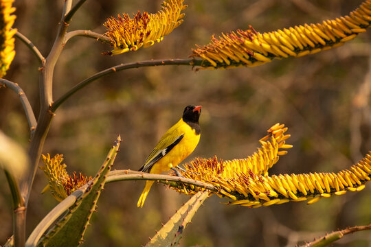 A Black Headed Oriole, Oriolus larvatus, perches on an aloe plant. 