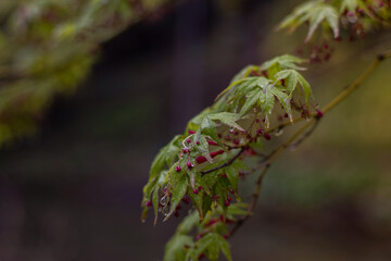 Leaves of fresh green maple on a rainy day. Early spring Japan
