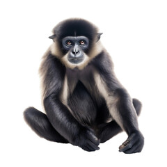 Enticing Sitting Black Gibbon Monkey, Front View. Generative AI