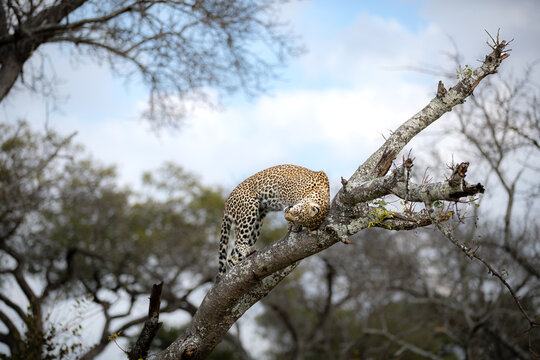 A leopard, Panthera pardus, scratches her head on a branch. 

