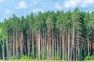 View of the Coniferous Forest on a Sunny Summer Day