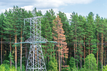 Power Transmission Tower on the Background of a Coniferous Forest